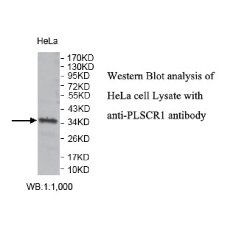 PLSCR1 Antibody from Signalway Antibody (39803) - Antibodies.com