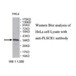 PLSCR1 Antibody from Signalway Antibody (39803) - Antibodies.com