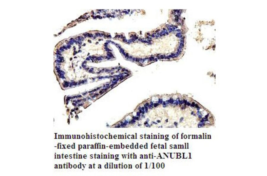 ANUBL1 Antibody from Signalway Antibody (39804) - Antibodies.com