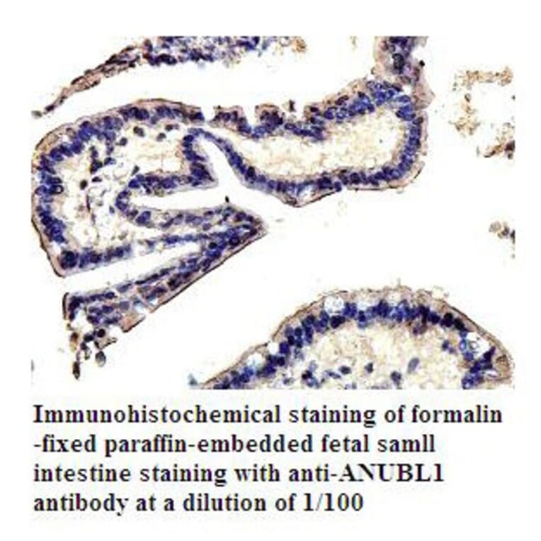 ANUBL1 Antibody from Signalway Antibody (39804) - Antibodies.com