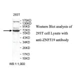 ZNF519 Antibody from Signalway Antibody (39805) - Antibodies.com