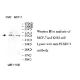 PLXDC1 Antibody from Signalway Antibody (39810) - Antibodies.com