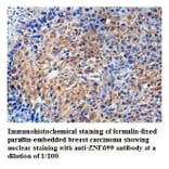 ZNF699 Antibody from Signalway Antibody (39818) - Antibodies.com