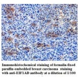 EIF1AD Antibody from Signalway Antibody (39819) - Antibodies.com