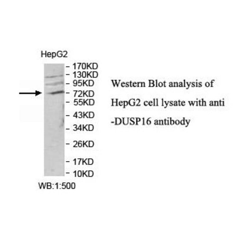 DUSP16 Antibody from Signalway Antibody (39821) - Antibodies.com