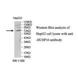DUSP16 Antibody from Signalway Antibody (39821) - Antibodies.com