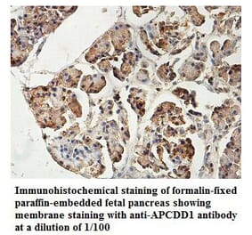 APCDD1 Antibody from Signalway Antibody (39825) - Antibodies.com