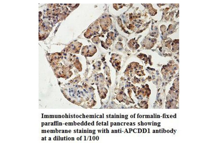 APCDD1 Antibody from Signalway Antibody (39825) - Antibodies.com