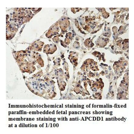 APCDD1 Antibody from Signalway Antibody (39825) - Antibodies.com