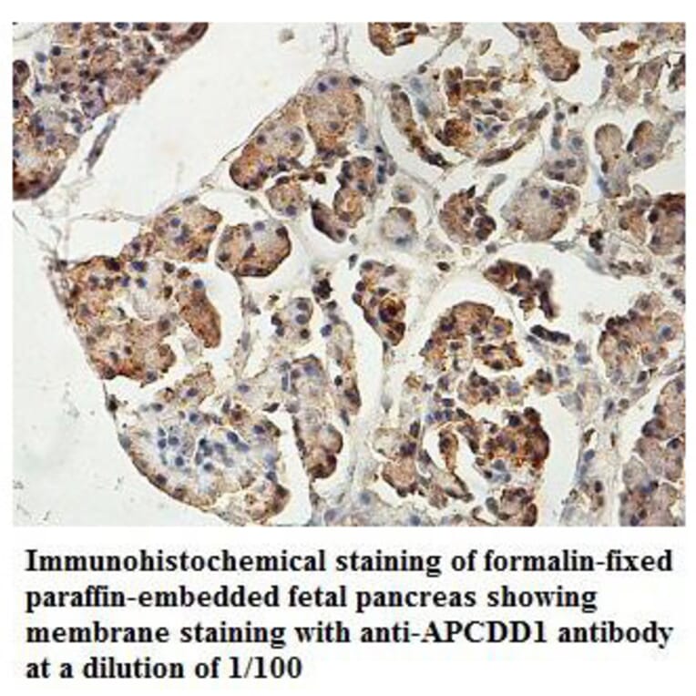 APCDD1 Antibody from Signalway Antibody (39825) - Antibodies.com