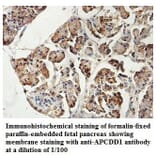 APCDD1 Antibody from Signalway Antibody (39825) - Antibodies.com