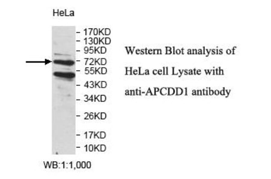APCDD1 Antibody from Signalway Antibody (39825) - Antibodies.com