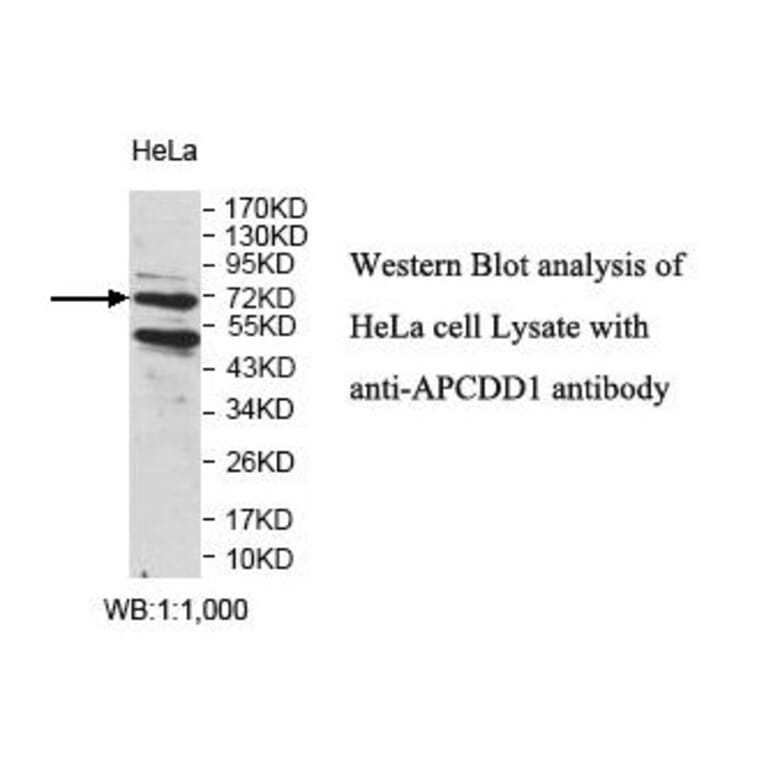 APCDD1 Antibody from Signalway Antibody (39825) - Antibodies.com