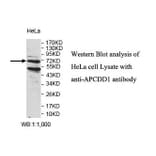 APCDD1 Antibody from Signalway Antibody (39825) - Antibodies.com