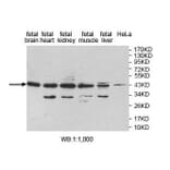 LANCL1 Antibody from Signalway Antibody (39828) - Antibodies.com