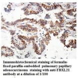 FBXL21 Antibody from Signalway Antibody (39858) - Antibodies.com