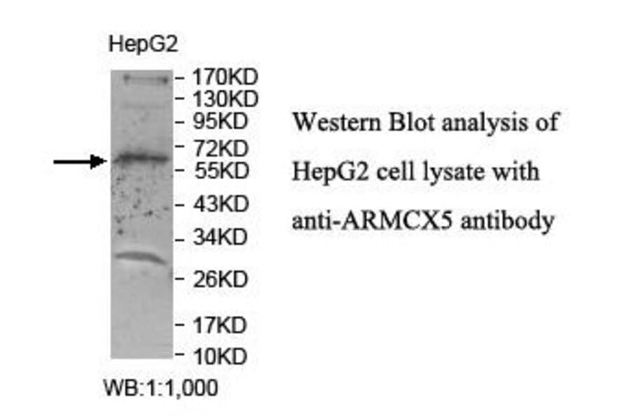 ARMCX5 Antibody from Signalway Antibody (39862) - Antibodies.com