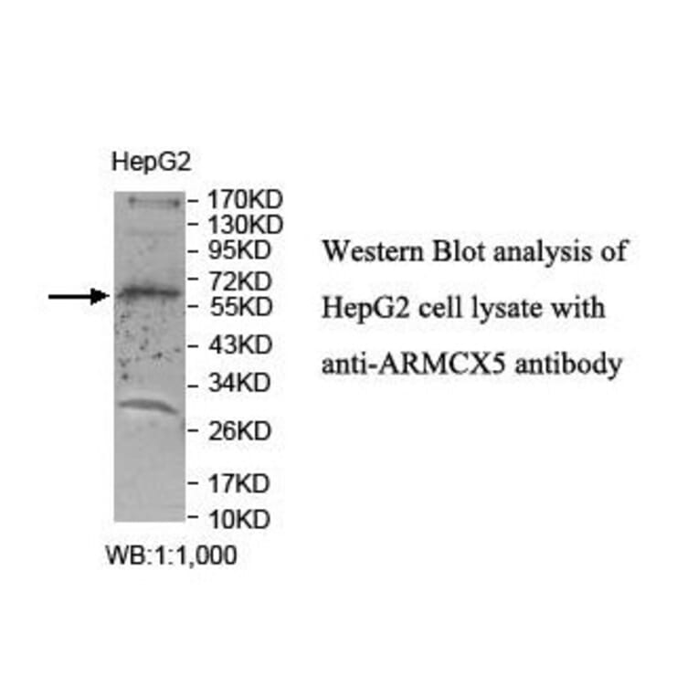 ARMCX5 Antibody from Signalway Antibody (39862) - Antibodies.com