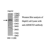 ARMCX5 Antibody from Signalway Antibody (39862) - Antibodies.com