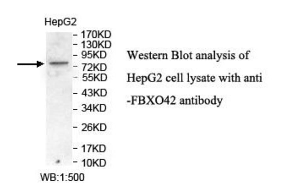 FBXO42 Antibody from Signalway Antibody (39863) - Antibodies.com