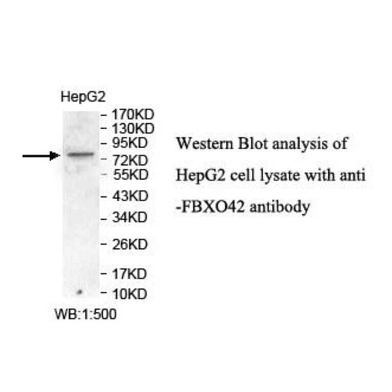 FBXO42 Antibody from Signalway Antibody (39863) - Antibodies.com