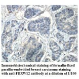 FBXW12 Antibody from Signalway Antibody (39865) - Antibodies.com