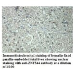 ZNF544 Antibody from Signalway Antibody (39869) - Antibodies.com