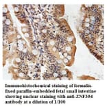ZNF394 Antibody from Signalway Antibody (39877) - Antibodies.com