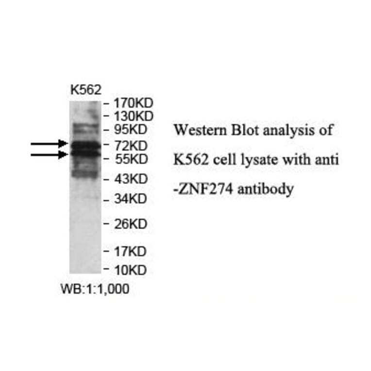 ZNF274 Antibody from Signalway Antibody (39883) - Antibodies.com