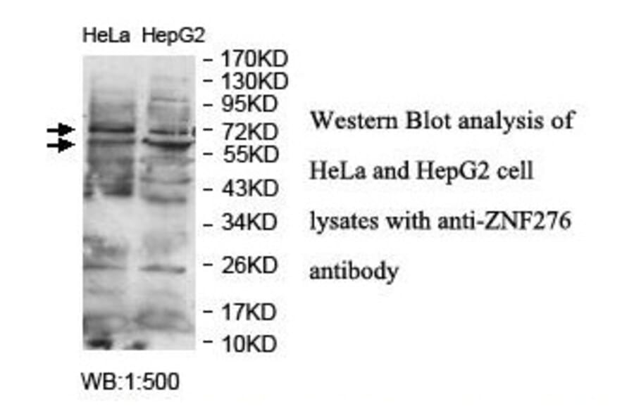 ZNF276 Antibody from Signalway Antibody (39884) - Antibodies.com