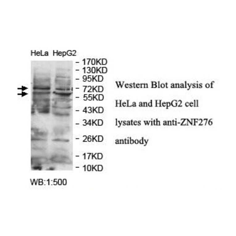 ZNF276 Antibody from Signalway Antibody (39884) - Antibodies.com