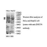 ZNF276 Antibody from Signalway Antibody (39884) - Antibodies.com
