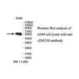 ZNF230 Antibody from Signalway Antibody (39890) - Antibodies.com