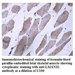 LMAN2L Antibody from Signalway Antibody (39894) - Antibodies.com