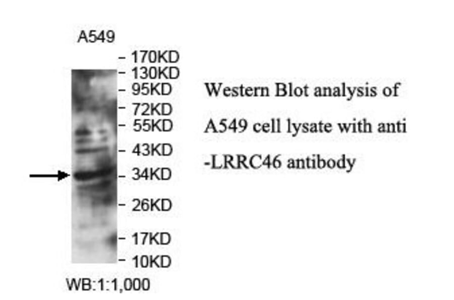 LRRC46 Antibody from Signalway Antibody (39902) - Antibodies.com
