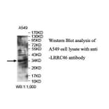 LRRC46 Antibody from Signalway Antibody (39902) - Antibodies.com