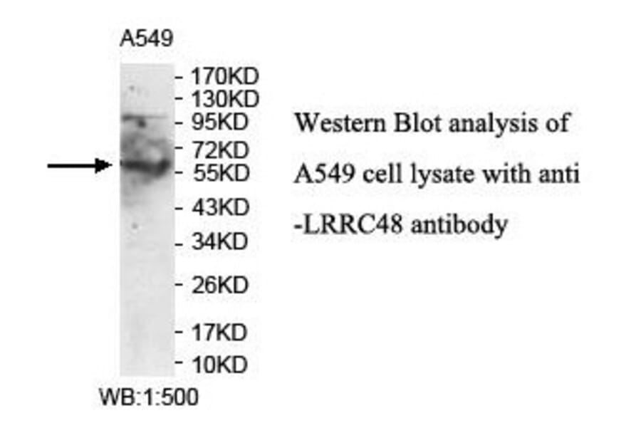 LRRC48 Antibody from Signalway Antibody (39903) - Antibodies.com