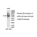 LRRC48 Antibody from Signalway Antibody (39903) - Antibodies.com