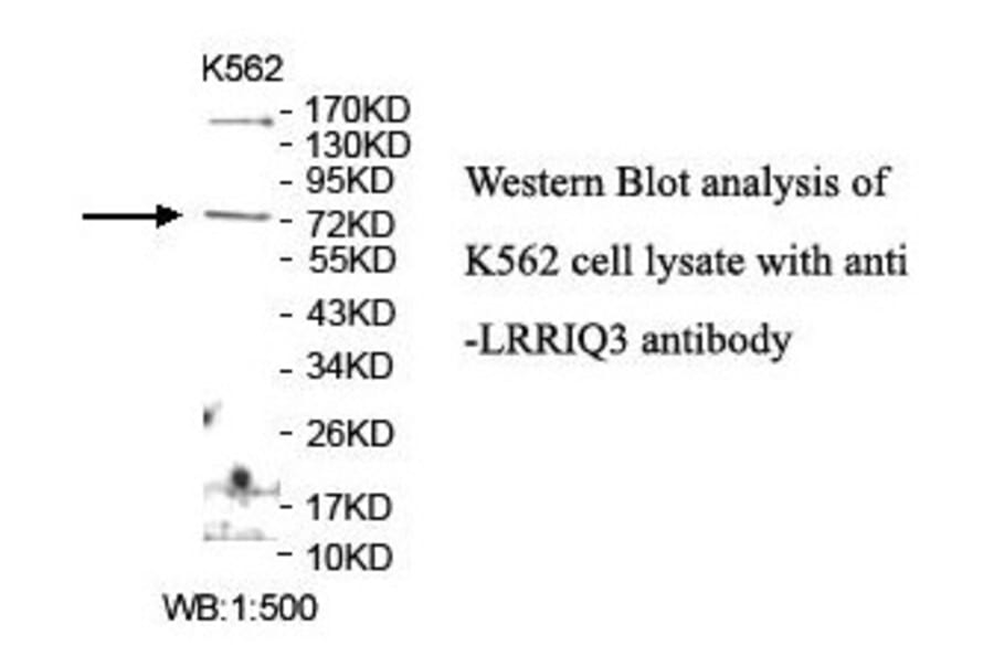 LRRIQ3 Antibody from Signalway Antibody (39904) - Antibodies.com