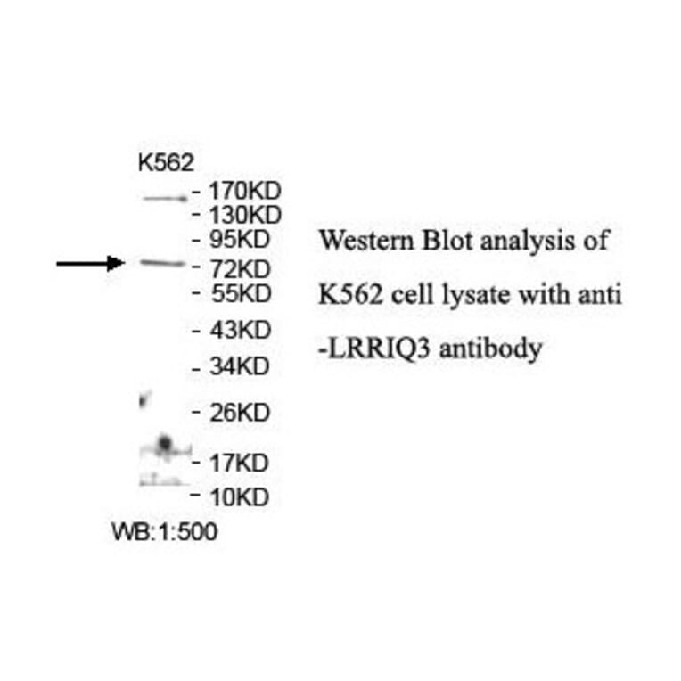 LRRIQ3 Antibody from Signalway Antibody (39904) - Antibodies.com