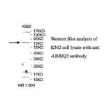 LRRIQ3 Antibody from Signalway Antibody (39904) - Antibodies.com