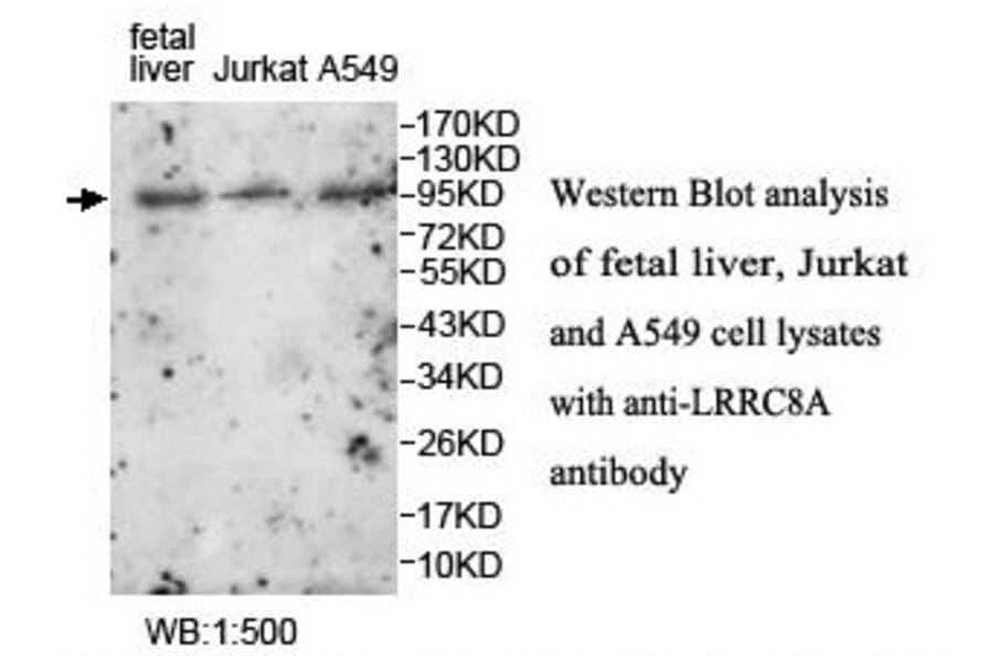 LRRC8A Antibody from Signalway Antibody (39905) - Antibodies.com