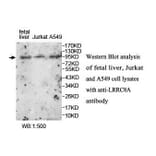 LRRC8A Antibody from Signalway Antibody (39905) - Antibodies.com