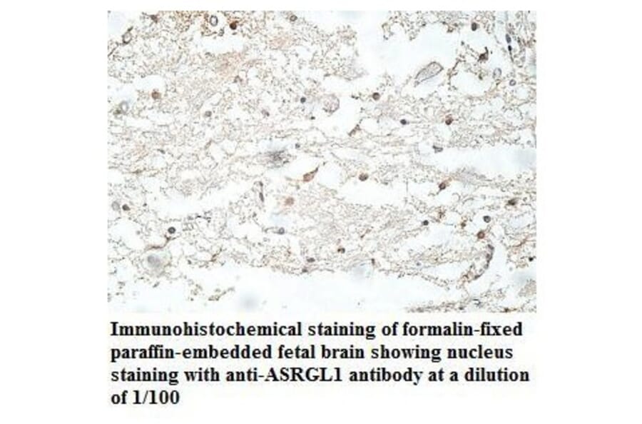 ASRGL1 Antibody from Signalway Antibody (39915) - Antibodies.com