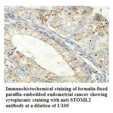 STOML2 Antibody from Signalway Antibody (39917) - Antibodies.com