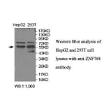 ZNF768 Antibody from Signalway Antibody (39918) - Antibodies.com