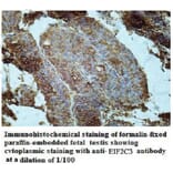 EIF2C3 Antibody from Signalway Antibody (39952) - Antibodies.com