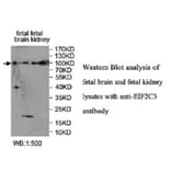 EIF2C3 Antibody from Signalway Antibody (39952) - Antibodies.com