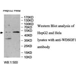 WDSOF1 Antibody from Signalway Antibody (39961) - Antibodies.com