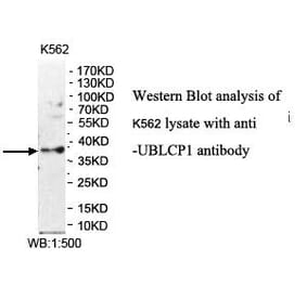 UBLCP1 Antibody from Signalway Antibody (39975) - Antibodies.com
